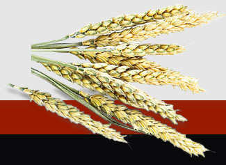 首页| 402cc永利集团中国区官方网站