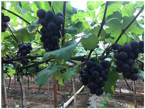 首页| 402cc永利集团中国区官方网站